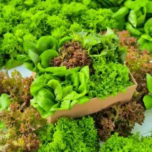 유러피안 샐러드 3-5종 혼합/ 1kg