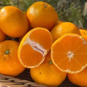 [산지직송] 제주 타이벡 감귤 로얄과 4.5kg (S-2S/실중량)