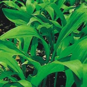 산마늘종자 명이나물 씨앗 산마늘씨앗 명의산채품종 산나물종자 (WFJ7CQI)