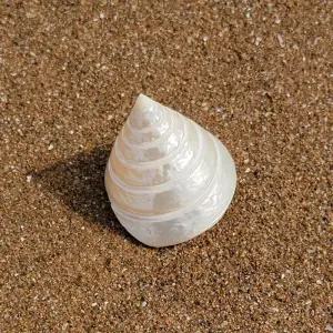 구피 베타 어항 꾸미기 바닥재 수족관 소라 장식 용품 알비노폴레드구피