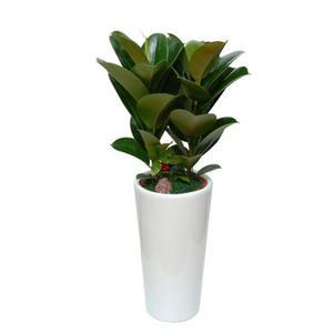 [젠틀맨플라워] 고무나무 [GN1009] [공기정화식물/관엽식물/화분배달/개업화분추천/창업선물/개업선물]