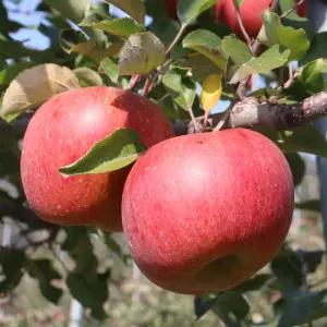 강원도 정선사과 5kg(18과내) 사과선물세트 햇사과 부사