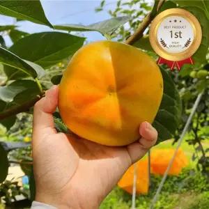 25년수확 달콤아삭 경남단감 흠과 5KG/10KG (사이즈랜덤)