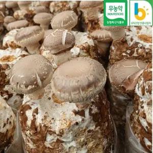 표고버섯 키우기 기르기 집에서 버섯키우기 키트 종균 배지 요리 체험 4개묶음