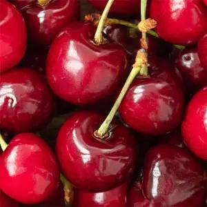 칠레산 생 체리 10row (개당26mm) 1kg /2세트 주문시 2.2kg 발송
