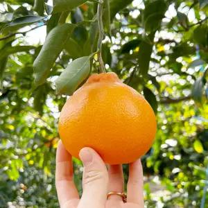 제주 천혜향 못난이/가정용/선물세트 2.5kg/4.5kg 골라담기