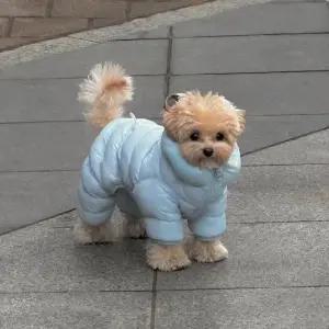 강아지패딩 방한복 올인원 강아지옷 겨울옷 패딩