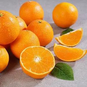 제주 유기농 황금향 5kg 사이즈혼합