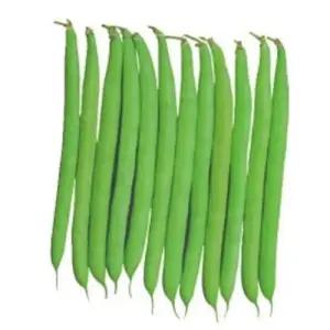 그린빈스 풋 강남콩 채소 씨앗 씨 종자 품종 콩 10g WA419CA
