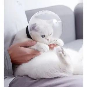 고양이 손톱 커버 발톱 넥카라 모자 미용 할큄 보호구 방지 깍을때 투명