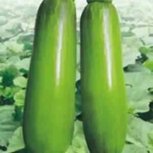 채소 열매 품종 종자 호박 마디 30립 씨앗