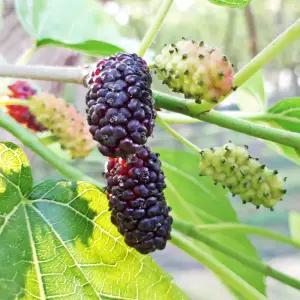 2025년 햇 오디 재래종[청일]5kg