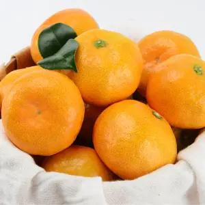 미친당도 제주 노지 감귤 5kg