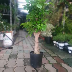 찐목대 녹보수 중대품 60~80cm 199