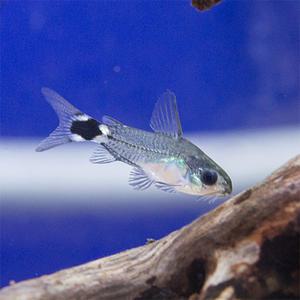 코리도라스 하스타투스 준성어(약 2cm) 10마리