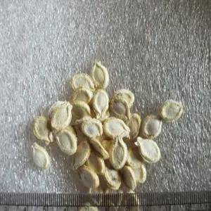 동아씨앗/ 동과씨앗   50   립