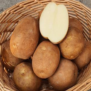 왕산종묘 씨감자 수미 두백 홍영 자영 로즈 20kg 강원도씨감자