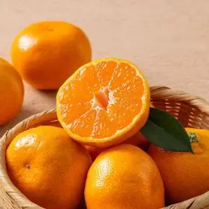 제주직송 햇 노지감귤 3kg 로얄과