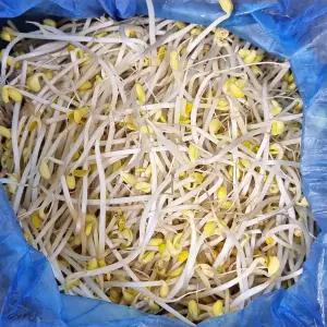 5분마켓 재야 굵은콩나물 콩나물국밥 3.5KG