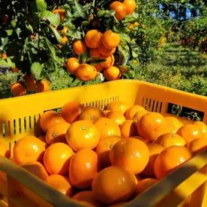 제주 고당도 타이벡 조생감귤 3kg 5kg 직접수확 농장직발송