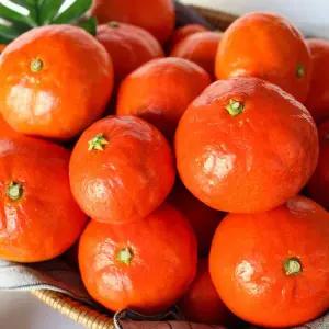 제주 고당도 홍매향 감귤 홍귤 로얄과 5kg