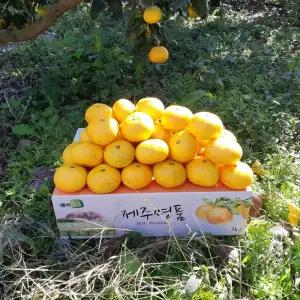 제주 서귀포 조생 귤 프리미엄 S사이즈 단일 옵션 노지 타이백
