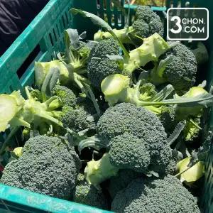 [롯데백화점]삼촌밥먹자 제주에서 보내드리는 유기농 브로콜리 1kg