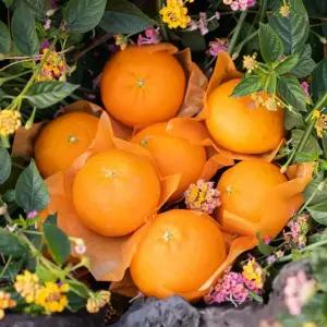 달콤한 제주 서귀포 고당도 레드향 1.5kg(6-10과)로얄과/수량2개 구매시 3.5kg발송