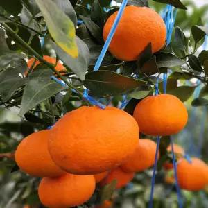 핫딜 레드향 중소과 5kg 가정용