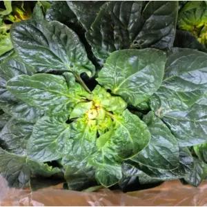 비금도 직접재배한 국산(전라남도 신안군) 섬초 시금치 도초도 해풍 노지시금치 3kg 1박스