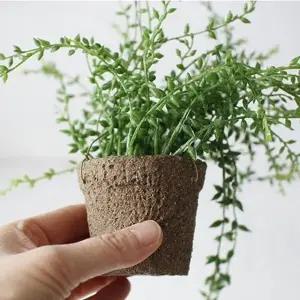 미니 식물 화분 콩난 인테리어 소품 공중 정원 조화 액세서리 (WFK79XO)