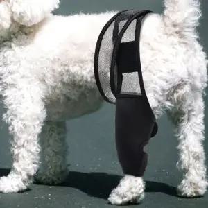 고관절 강아지 통깁스 보호대 슬개골 스트랩 S 애견 (WFKB8HP)