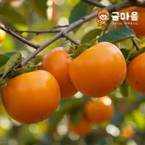 귤마을 못난이 가정용 단감 10kg