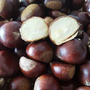 산지발송_밤중에 가장 맛있는 25년 공주 옥광밤 대 2kg