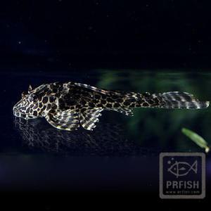 열대어 관상어 청소물고기 / 나비비파 [2마리]