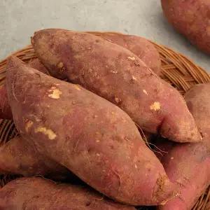 [오초록]  고창 황토밭 밤꿀고구마 5kg 혼합사이즈