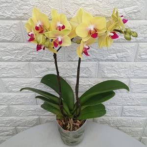 서양란 - 호접란 노랑 쌍대23