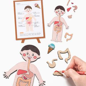 음식물 소화기관 인체모형 교구 만들기 어린이 과학