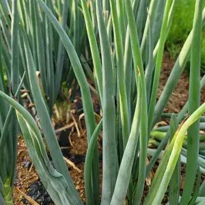 [농협] 국내산 대파 2kg