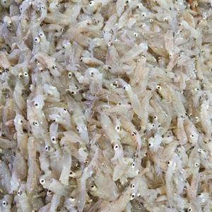 국내산 횟감용 생물 호래기 1kg