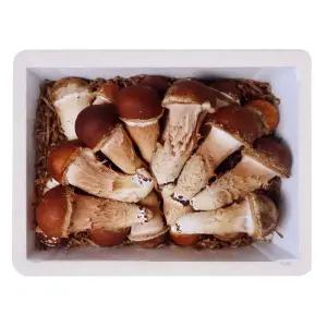 [햇담송]무농약 참송이버섯 특대사이즈 최상급 농협에 납품하는 진한 송이향의 고급버섯