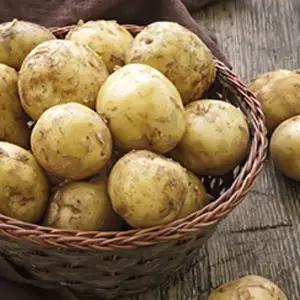 국내산 포슬포슬 햇 수미감자 10kg 중(50-70g 내외)