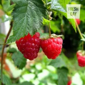 [프레시데이] 국내산 토종 흑 산딸기 생과 특품 2kg (급냉)