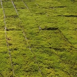 마이플랜트 소백산 털깃털이끼 조경 원예 분재 돌 인테리어 테라리움 자연 이끼