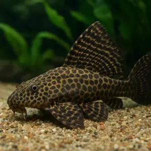 나비비파 2마리