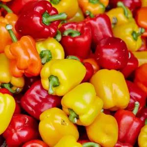 국내산 못난이 파프리카 1kg 빨강노랑