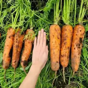 당일수확 국내산 제주 구좌 햇 당근 흙 당근 3kg,5kg
