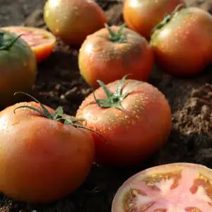 토마토 완숙 찰 토마토 주스 5kg