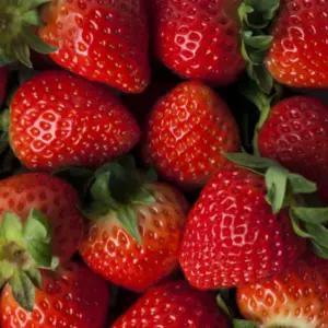 올바이 딸기 금실 1kg_(500g_2팩)_과수랜덤 프리미엄 겨울 생딸기