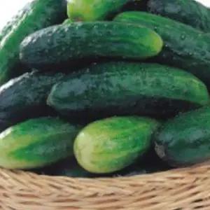 피클오이씨앗 채소종자 오이품종 피클오이채소 오이재배씨앗 (WFJ70OD)